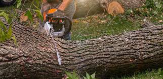 Trusted Northwest Ithaca, NY Tree Services Experts