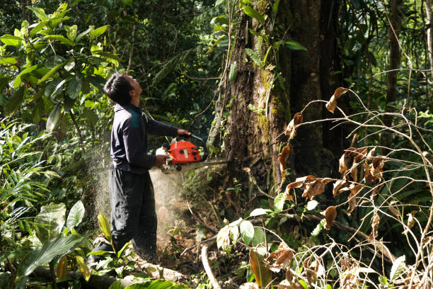 Best Tree Removal Service  in Northwest Ithaca, NY