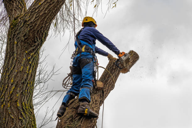 Best Arborist Consultation Services  in Northwest Ithaca, NY