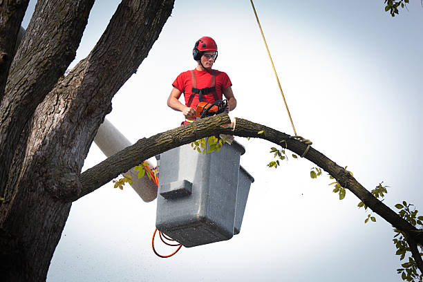 Why Choose Our Tree Removal Services in Northwest Ithaca, NY?